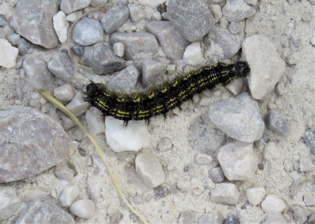 Bruco di...Aglais urticae