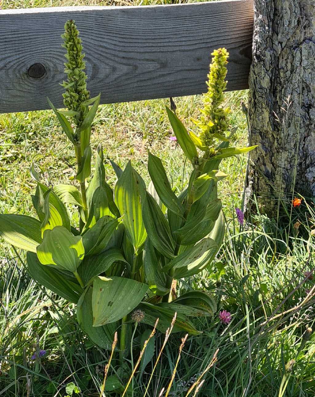 Veratrum album (Melanthiaceae)