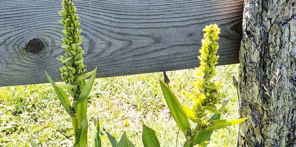 Veratrum album (Melanthiaceae)