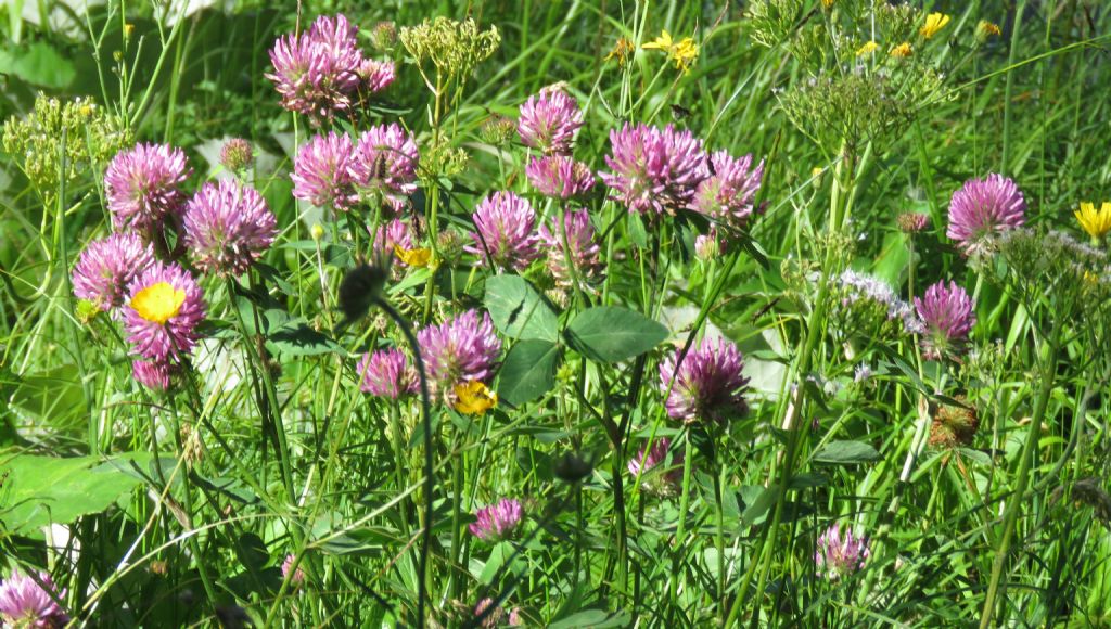 Trifolium....?