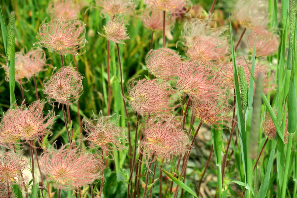 (infruttescenza di) Geum montanum (Rosaceae)