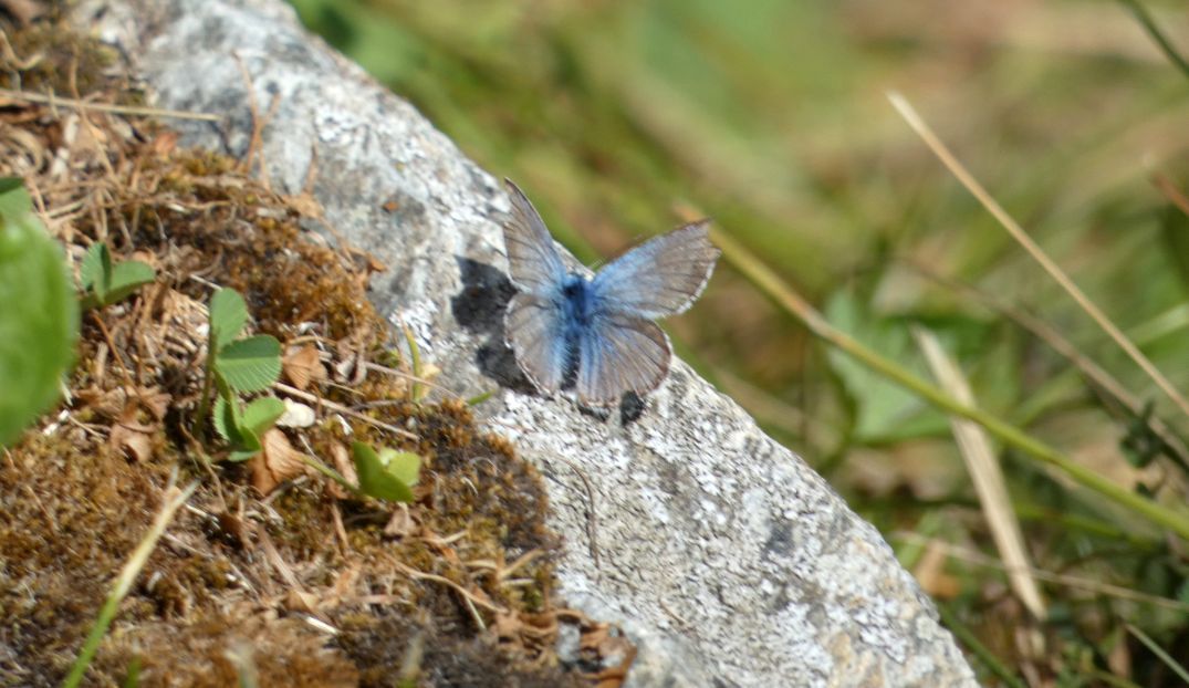 Lycaenidae: Lysandra coridon, maschio