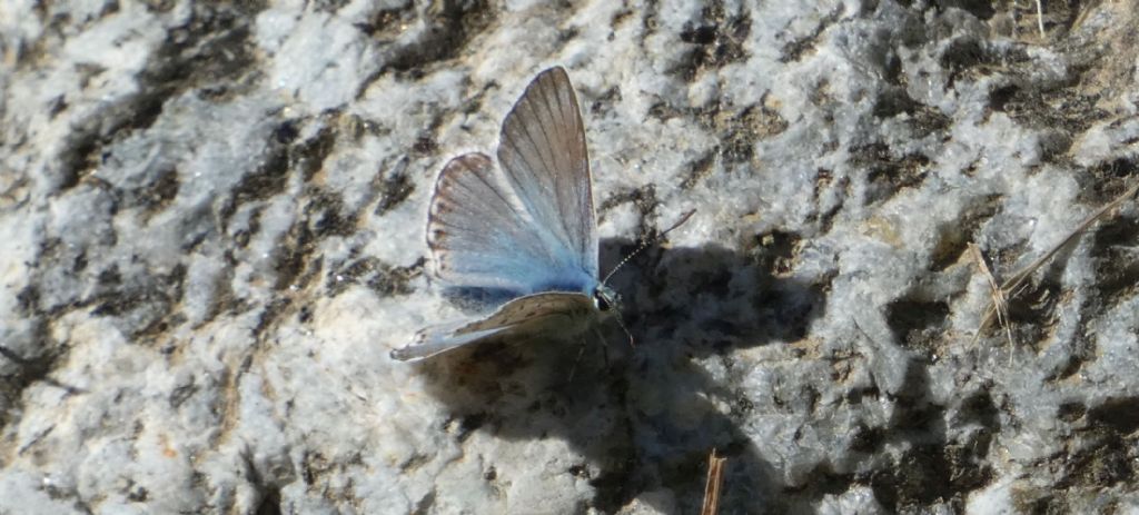 Lycaenidae: Lysandra coridon, maschio