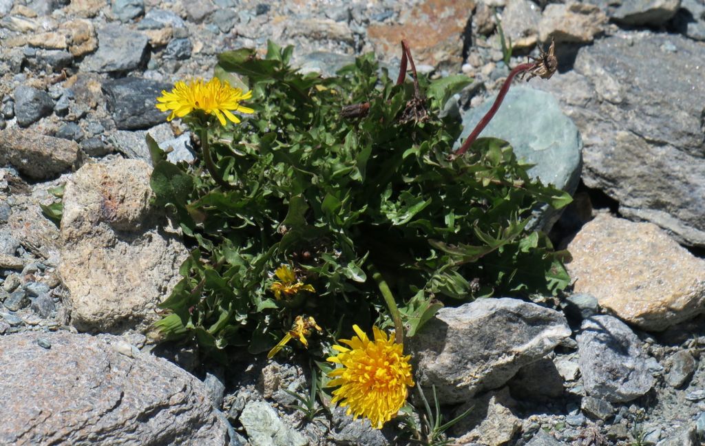 Asteracea da id