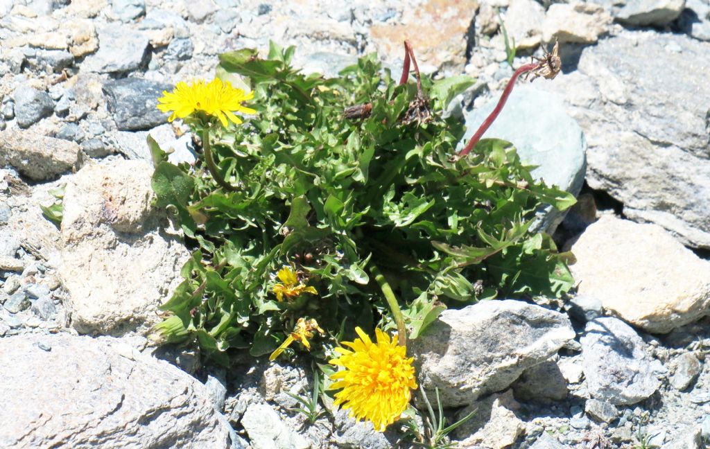 Asteracea da id