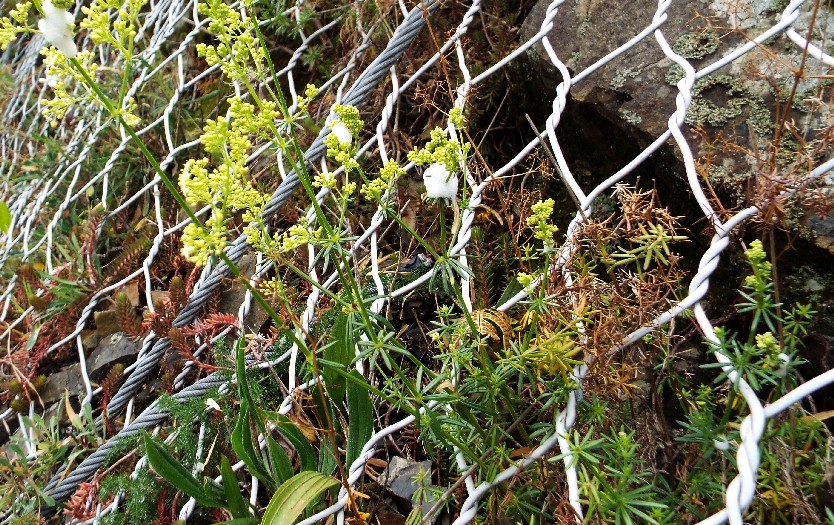 Galium cfr. corrudiifolium (Rubiales - Rubiaceae)