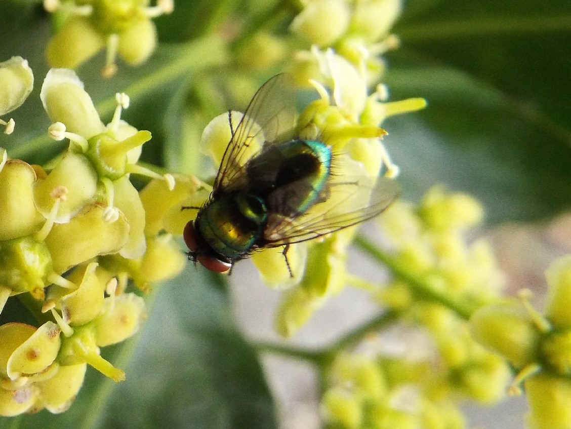 Mosca verde:  Lucilia sp.  maschio,  Calliphoridae