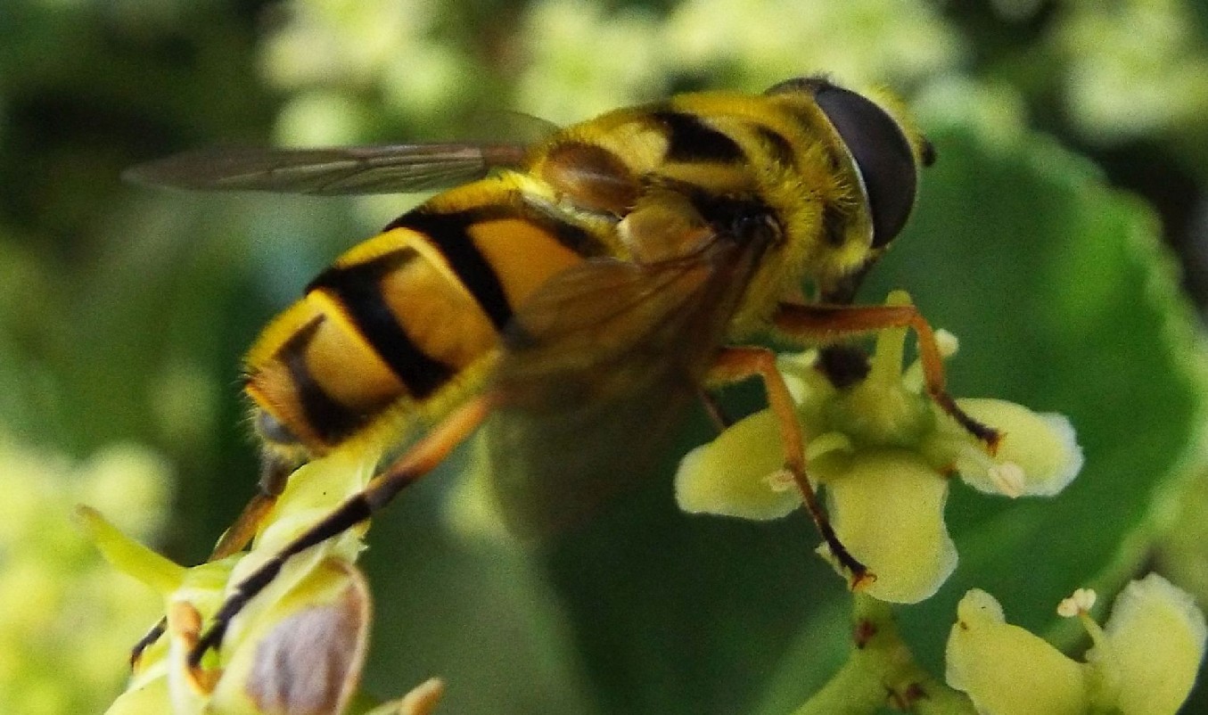 Syrphidae:   Myathropa florea, maschio