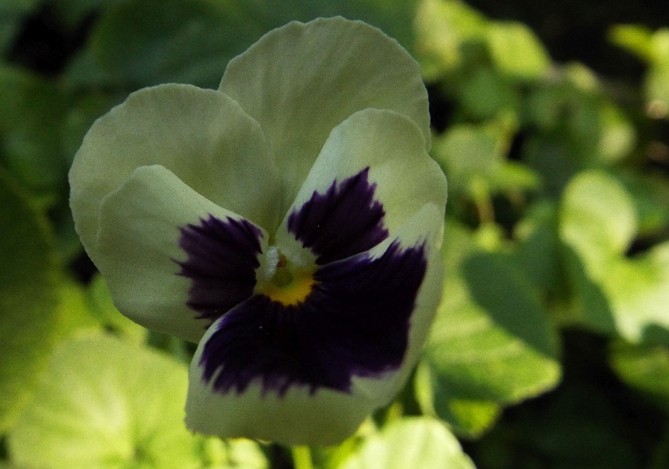 Viola ...spuria:  Viola sp. (Violaceae)