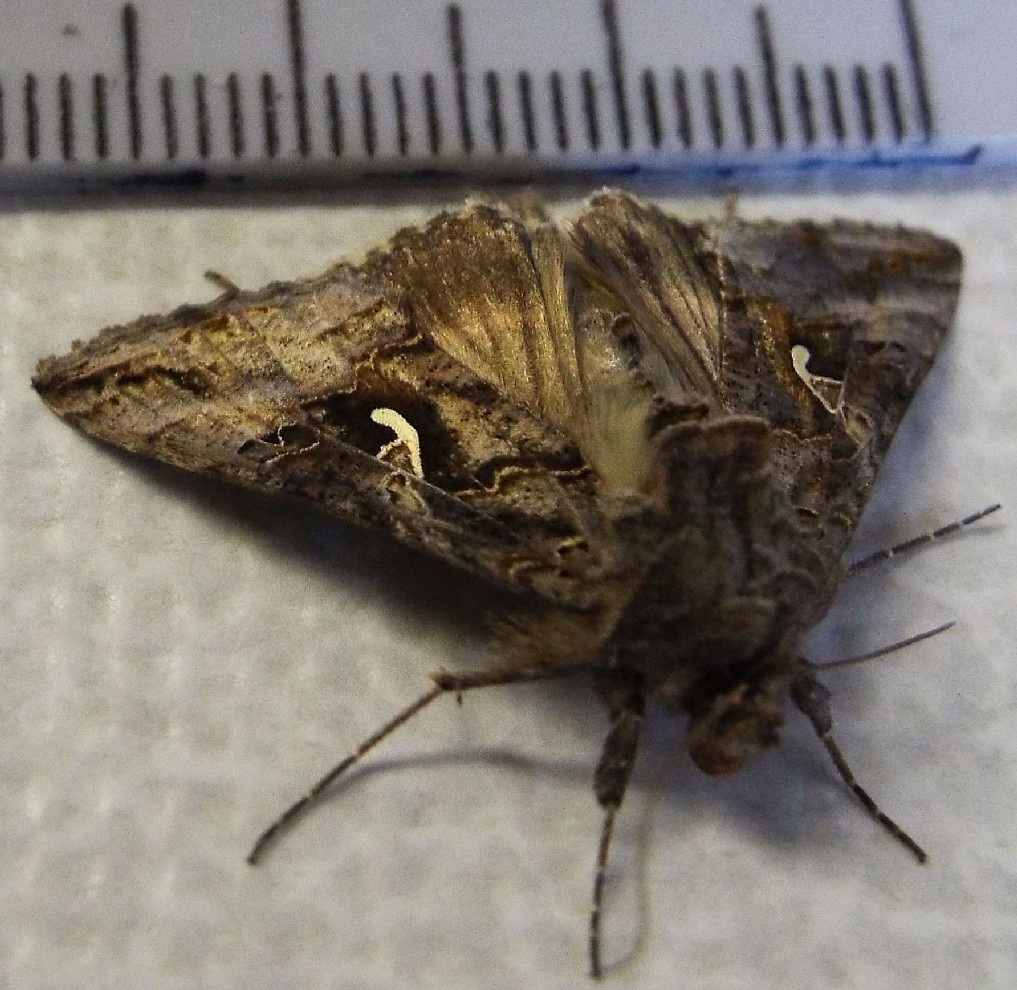 Autographa gamma (Noctuidae)