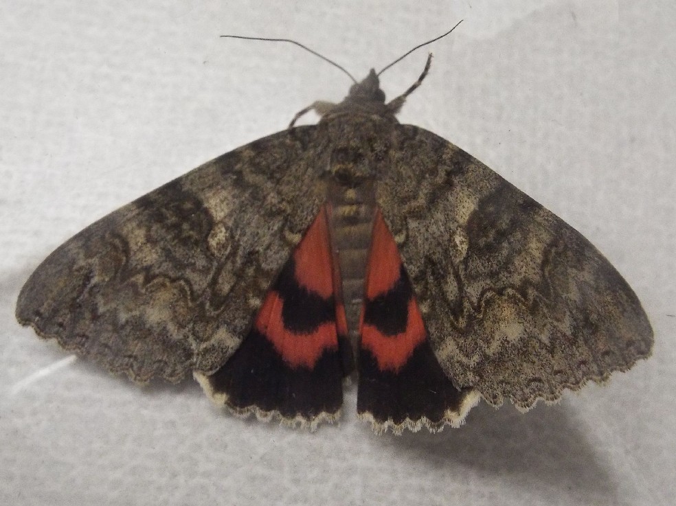 Visitatrice serale - Catocala nupta