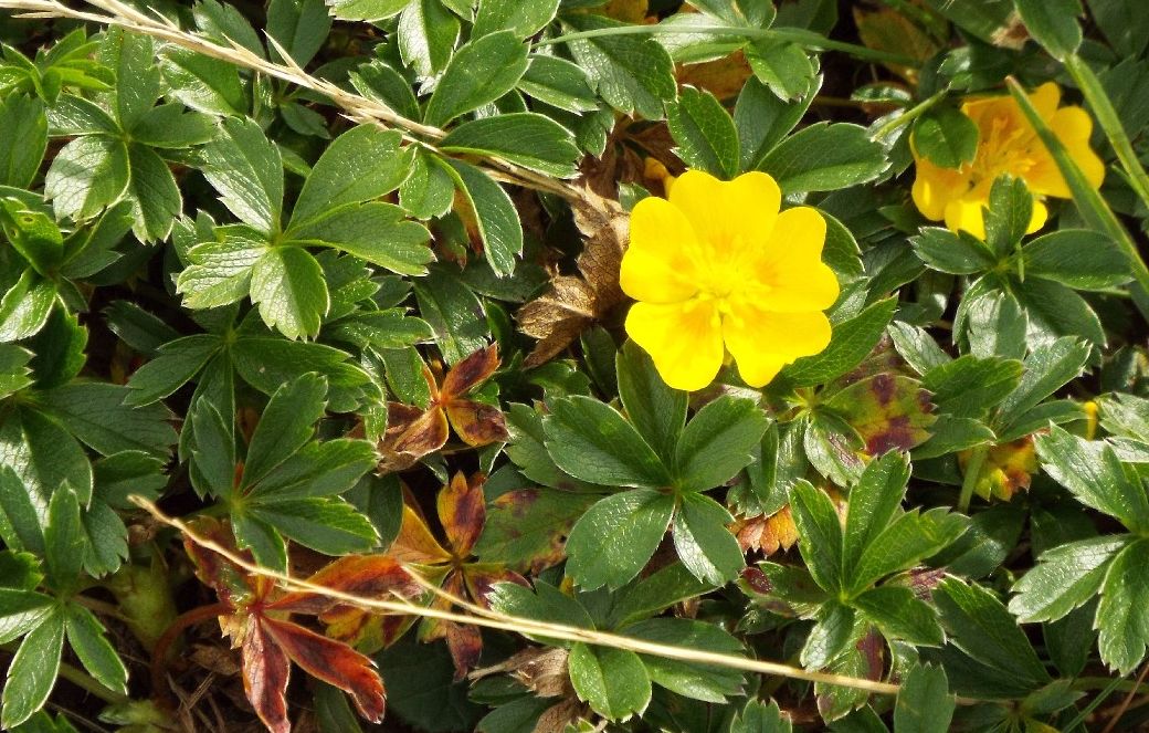 Potentilla cfr. aurea (Rosaceae)