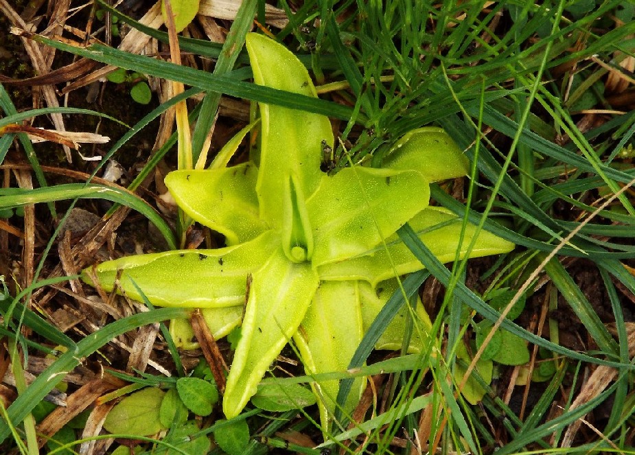 Pinguicula sp. (Lamiales - Lentibulariaceae)