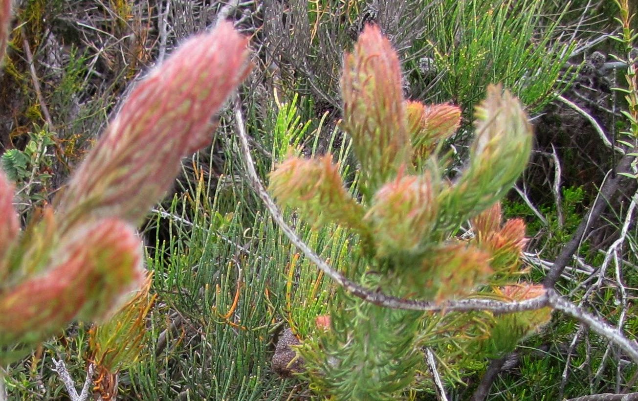 Pianta australiana -  Proteaceae: cfr. Adenanthos cygnorum ?