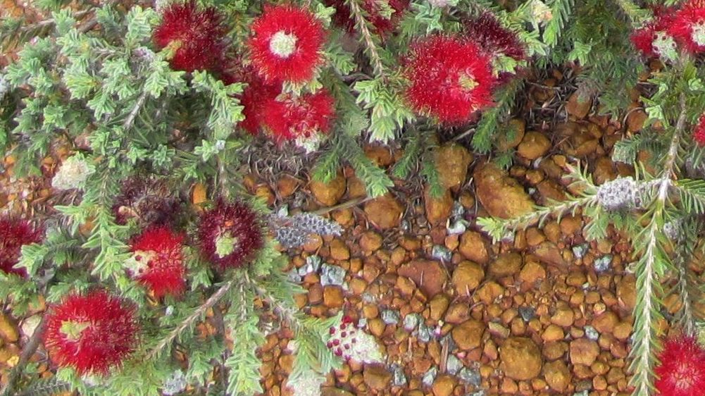 Melaleuca sp. sensu Craven (Myrtaceae) Australia (WA)