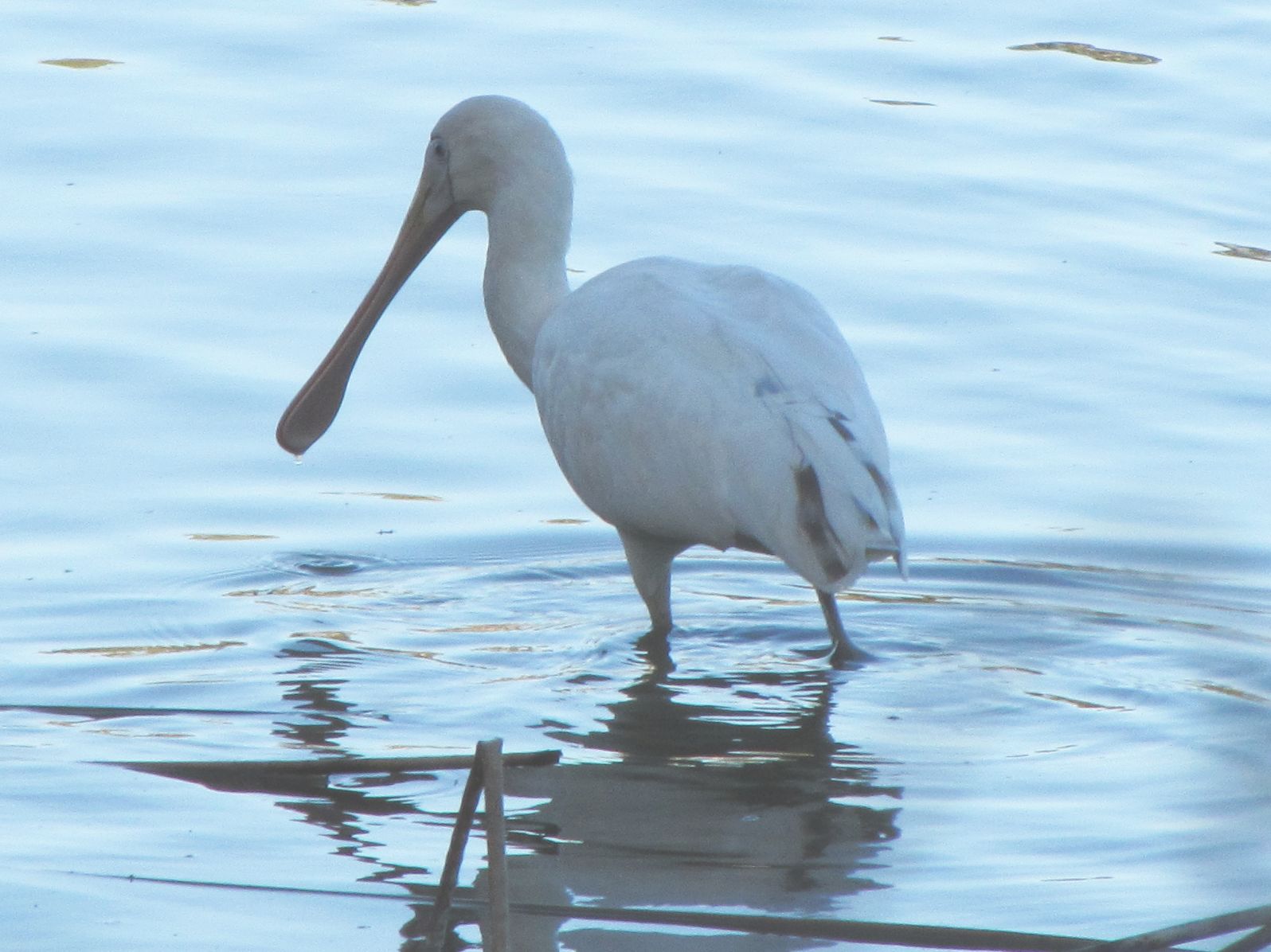 Spatola australiana dal becco giallo (Platalea flavipes)