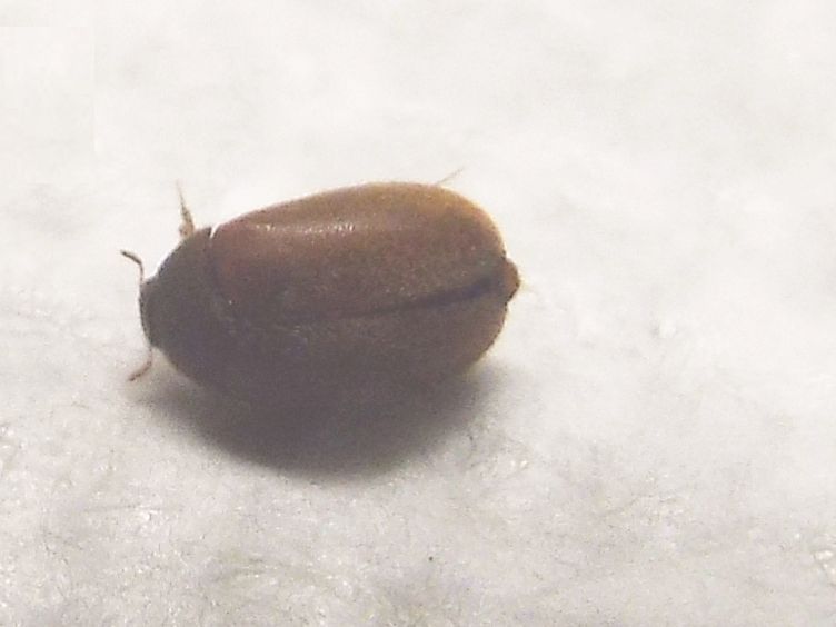 Dermestidae: altro Attagenus sp. (cfr. Attagenus brunneus)