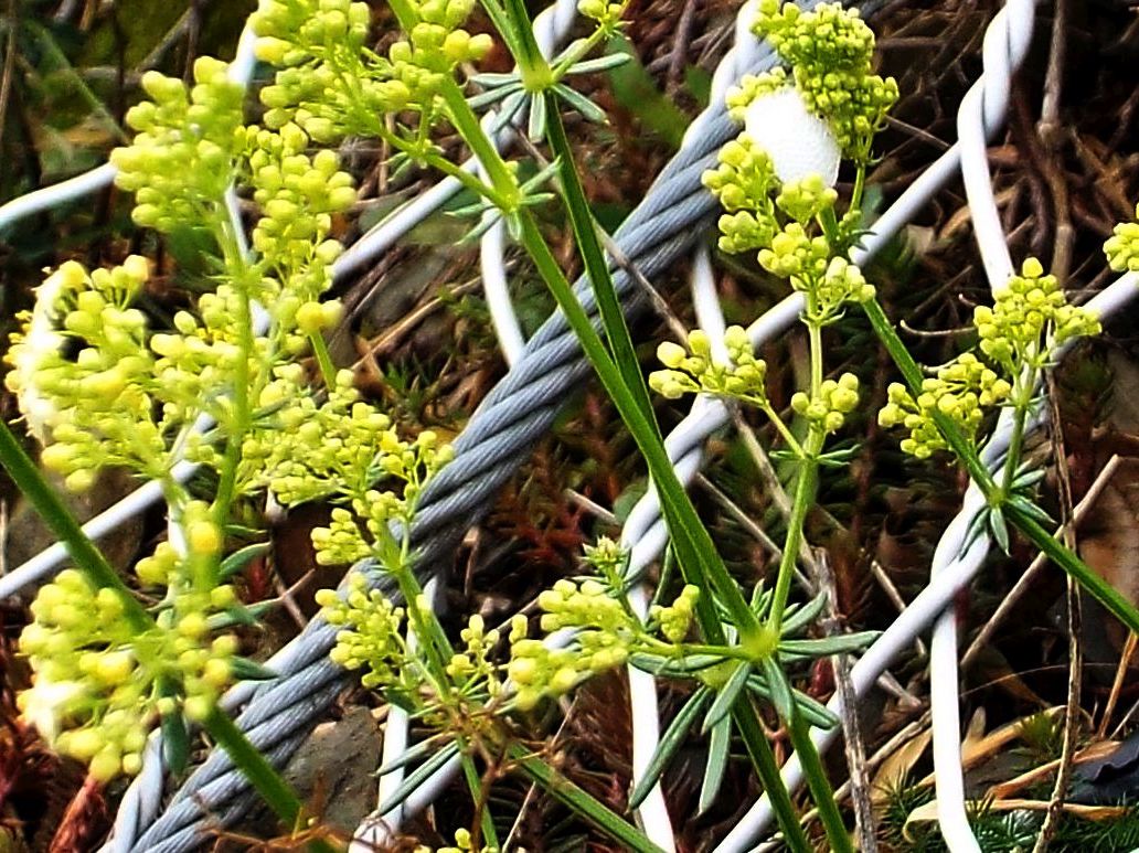 Galium cfr. corrudiifolium (Rubiales - Rubiaceae)