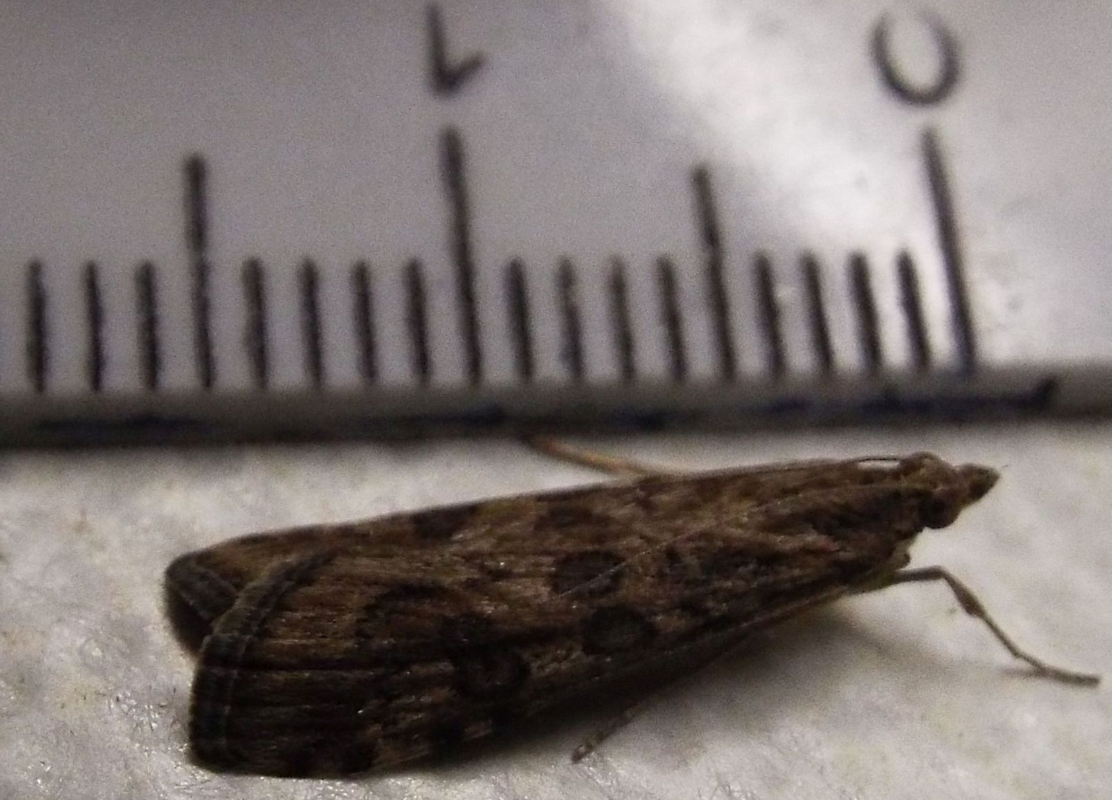 Falena da identificare 1 - Nomophila noctuella, Crambidae