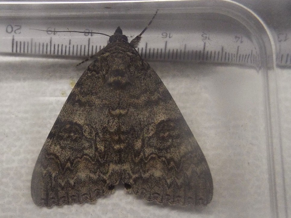 Visitatrice serale - Catocala nupta