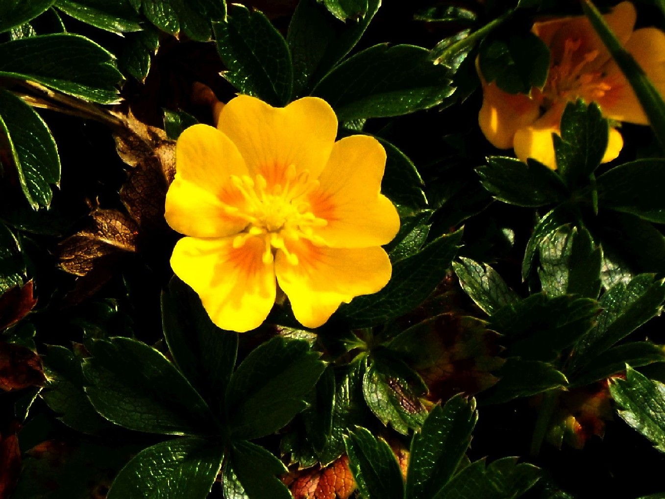 Potentilla cfr. aurea (Rosaceae)