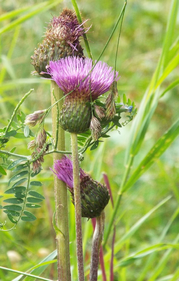 Cirsium heterophyllum