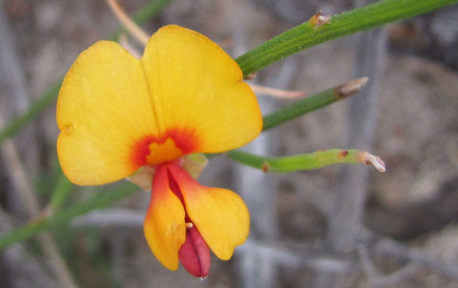 Jacksonia sternbergiana cfr.  (Fabaceae)  Australia (WA)