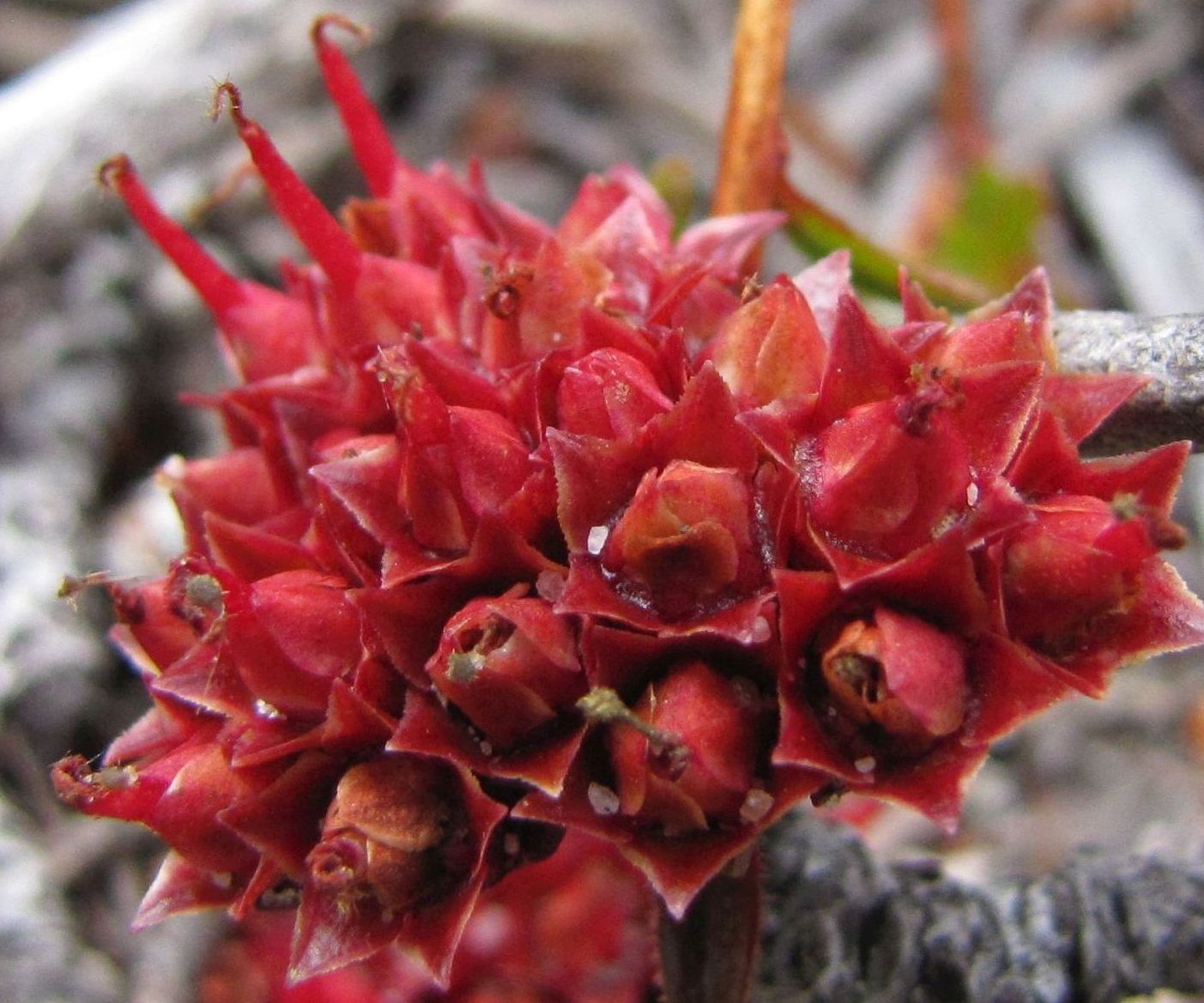 Darwinia virescens (Myrtaceae) Australia (WA)