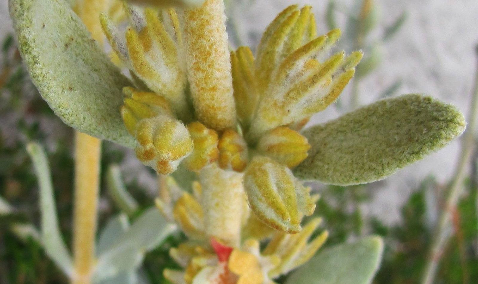 Pityrodia verbascina  (Lamiaceae) - Australai (WA)