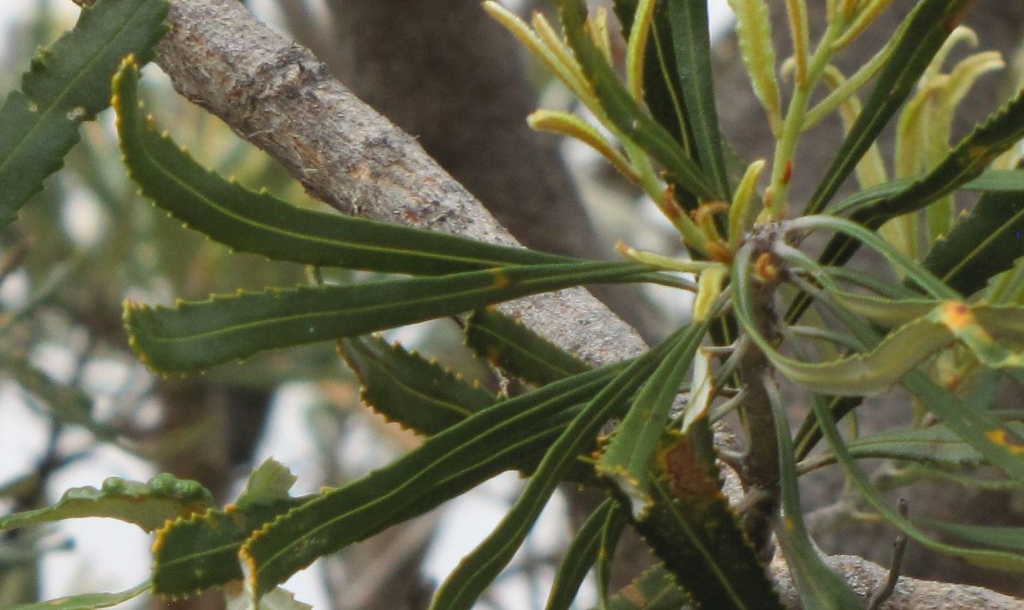 Banksia attenuata (Proteaceae) - Australia (WA)