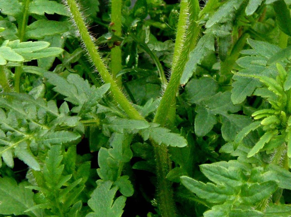 In un''aiuola milanese: Papaver rhoeas