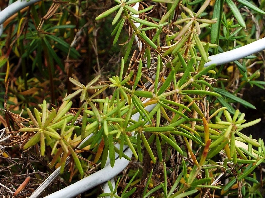 Galium cfr. corrudiifolium (Rubiales - Rubiaceae)