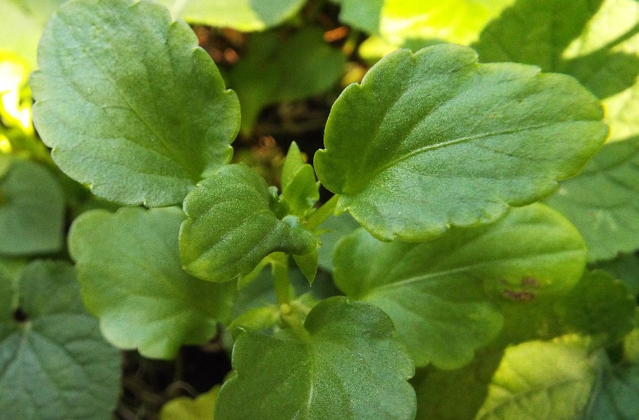 Viola ...spuria:  Viola sp. (Violaceae)