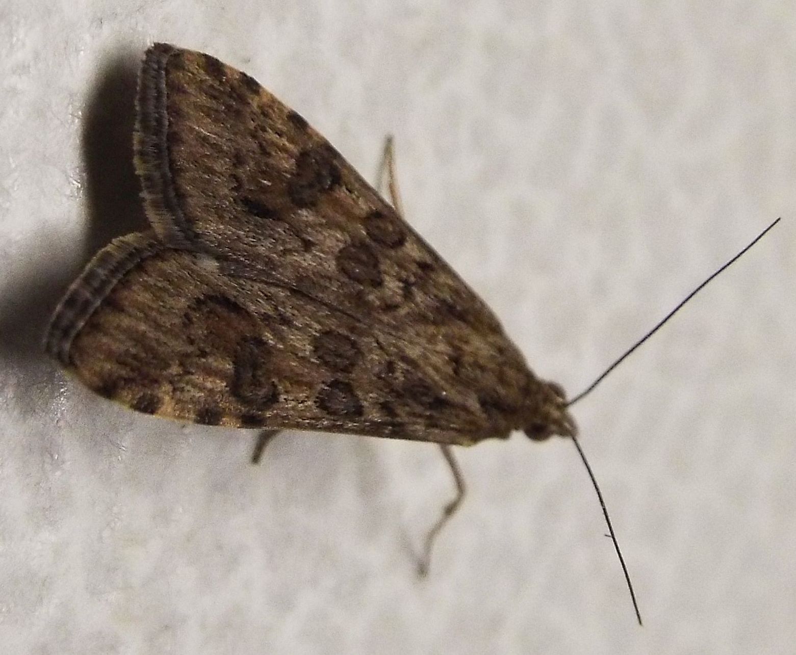 Falena da identificare 1 - Nomophila noctuella, Crambidae