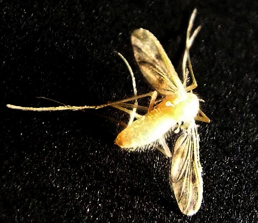 Chironomidae femmina? Molto probabile