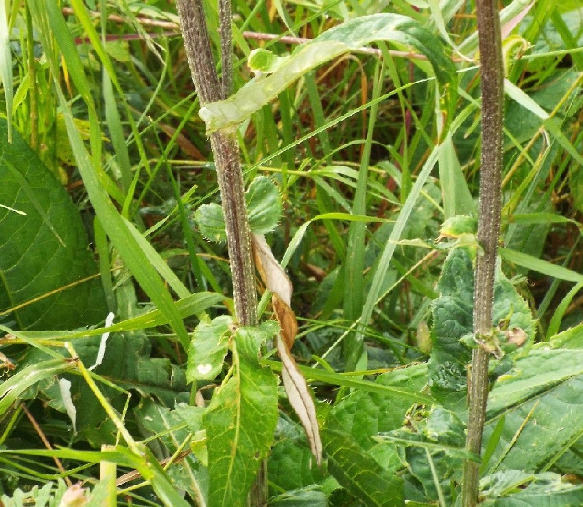 Cirsium heterophyllum