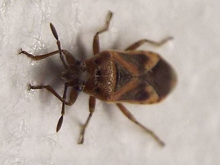 Lygaeidae: Arocatus longiceps