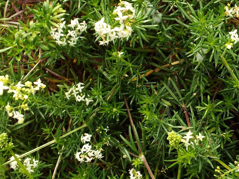 Galium cfr. corrudiifolium (Rubiales - Rubiaceae)