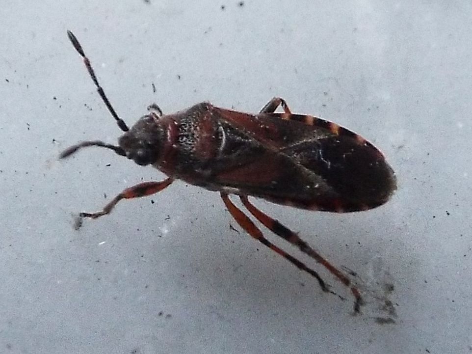 Arocatus melanocephalus (Lygaeidae)  - Milano