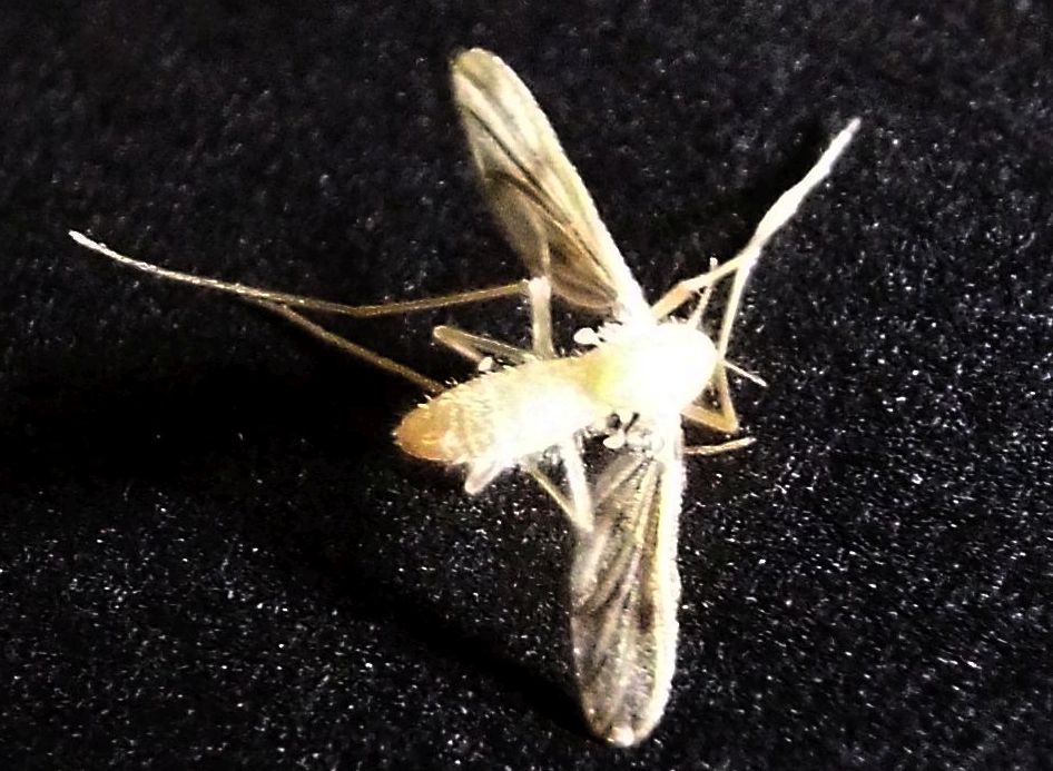 Chironomidae femmina? Molto probabile