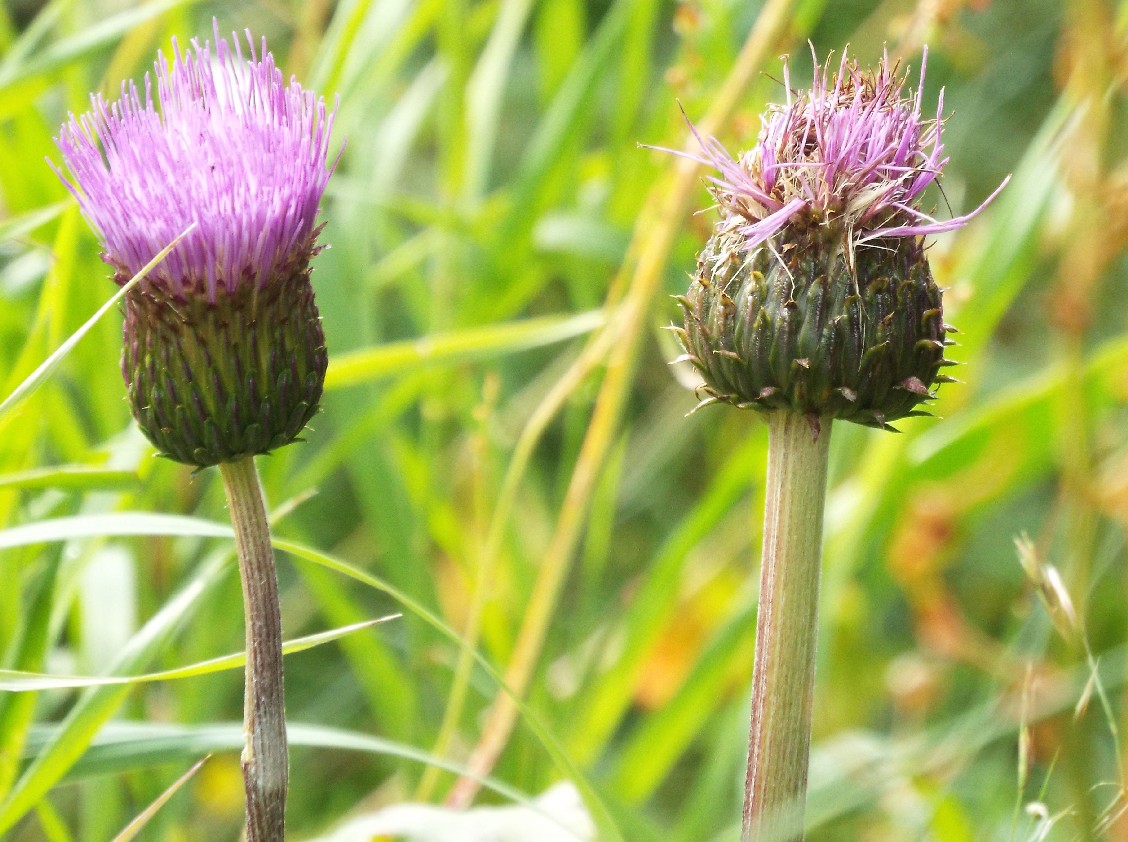 Cirsium heterophyllum