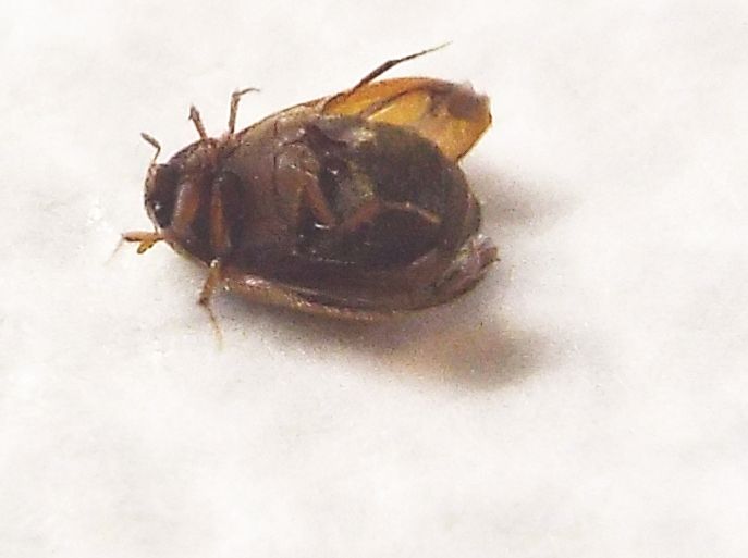 Dermestidae: altro Attagenus sp. (cfr. Attagenus brunneus)