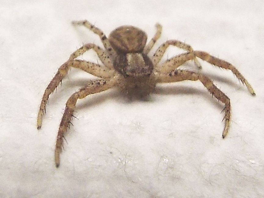 Piccolo Thomisidae casalingo:   Xysticus sp.