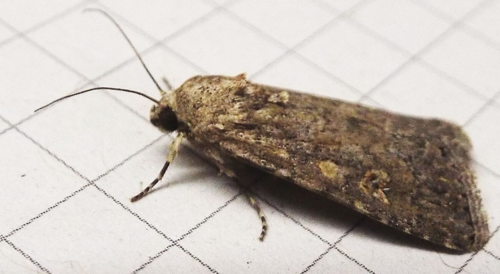 Spodoptera exigua,  Noctuidae