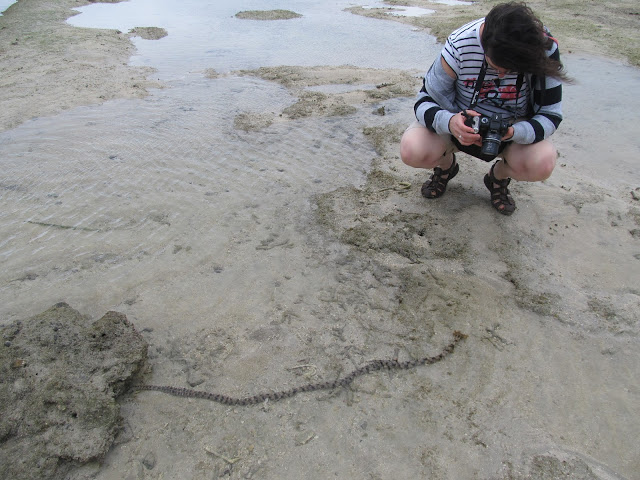 Isole Fiji:Synapta cf.maculata (Echinodermata-Holothuroidea)