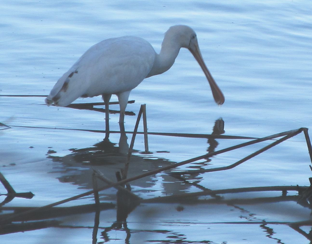 Spatola australiana dal becco giallo (Platalea flavipes)