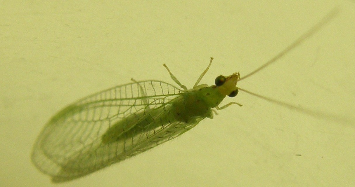 Chrysopidae: Pseudomallada sp.