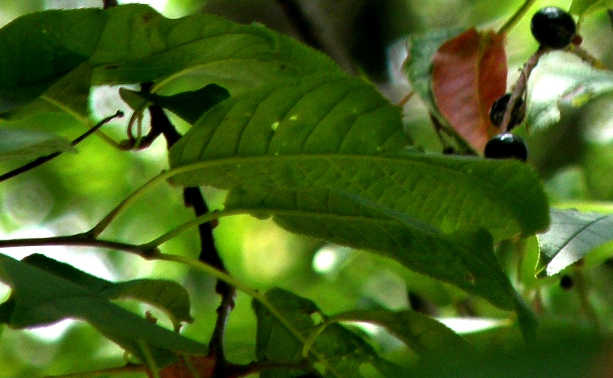 Prunus serotina / Ciliegio tardivo