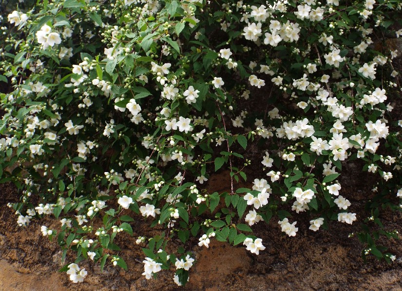 Philadelphus coronarius / Fior d'' angelo