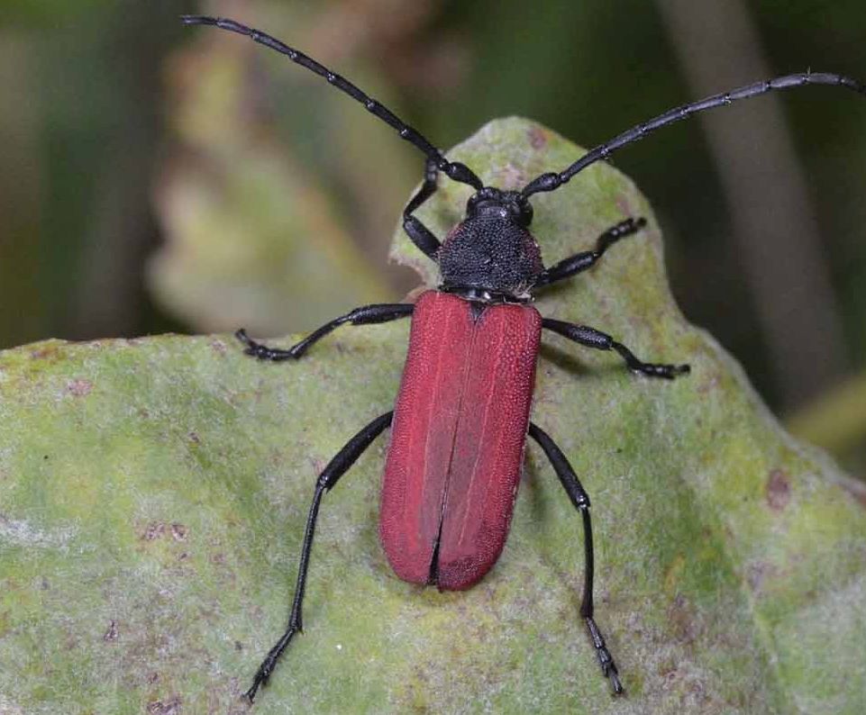 Purpuricenus kaehleri, Cerambycidae